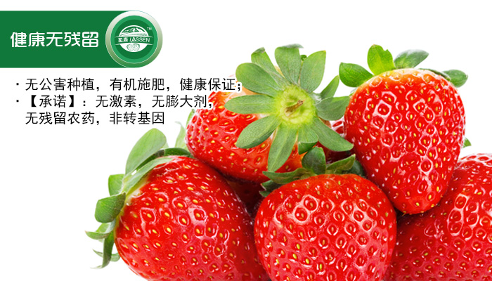 拉森草莓品种介绍图片